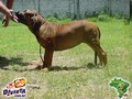 In Memorian - Fila Brasileiro Dourado - Canil Singular - Fisher